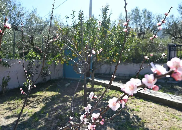 Ionnisos Traditional * Mouzákion